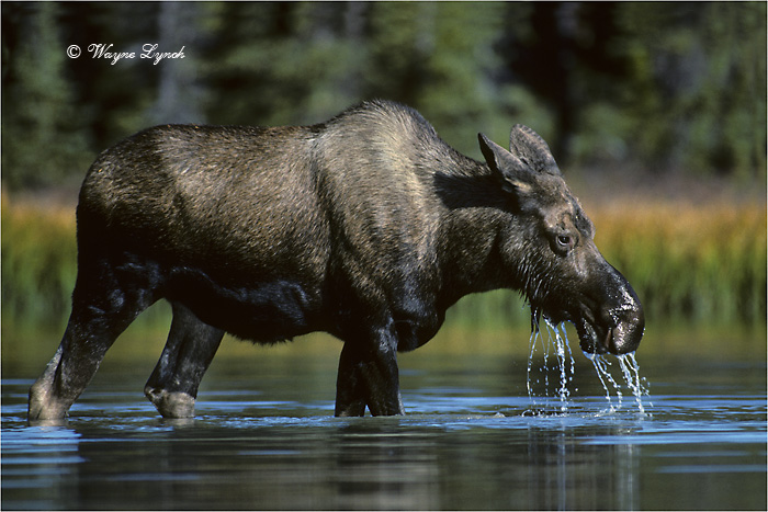 Cow Moose Eating Water Plants 102C by Dr. Wayne Lynch &copy;